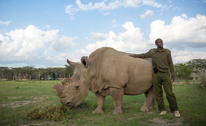 sudan szelesszaju orrszarvu