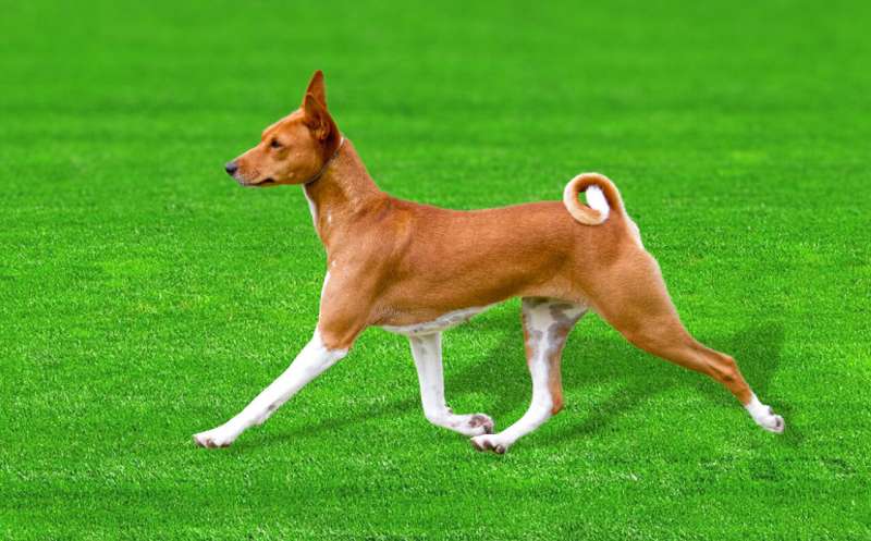 basenji osi kutyafajta genom vizsgalat