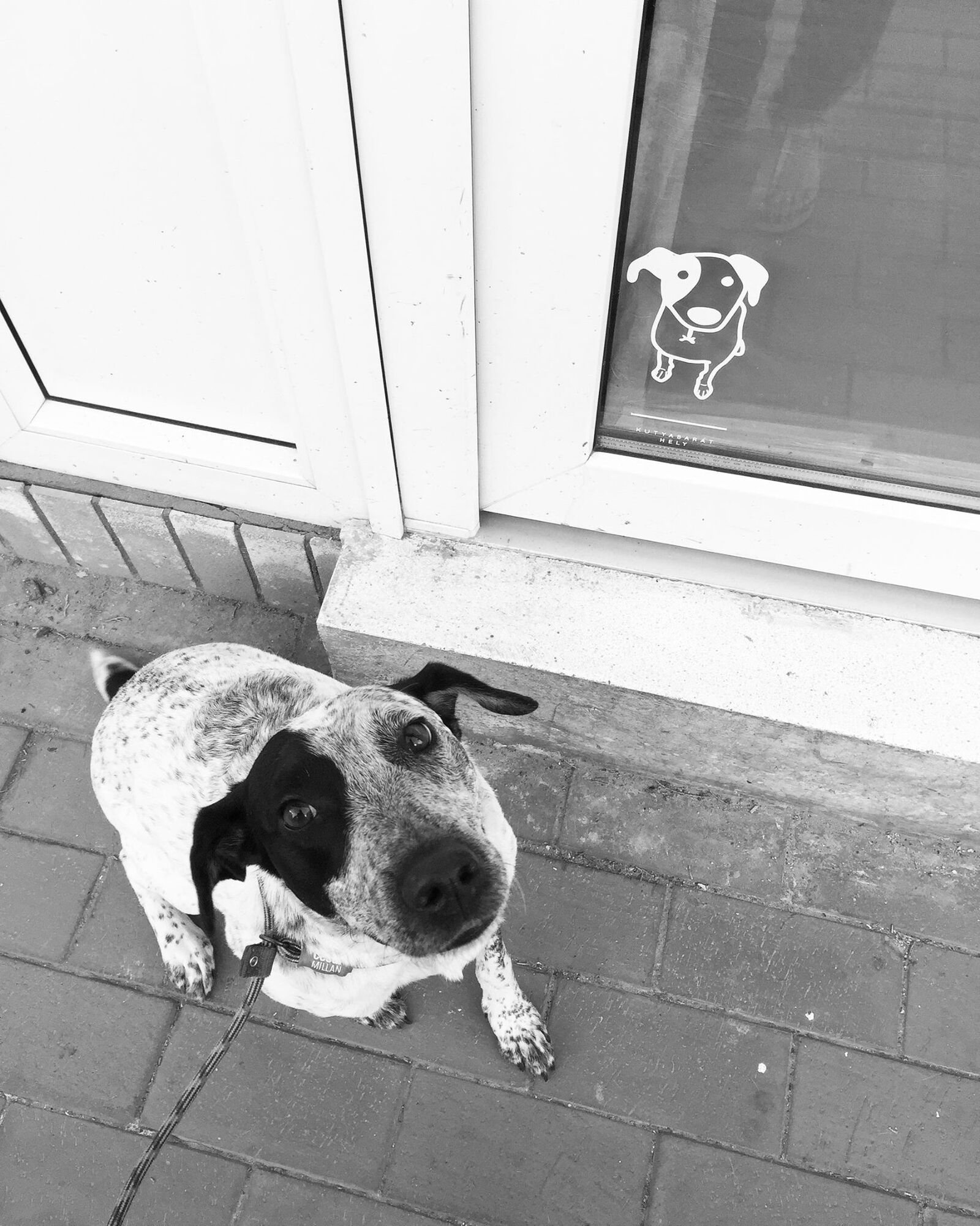 Hello Sári Sütiző
