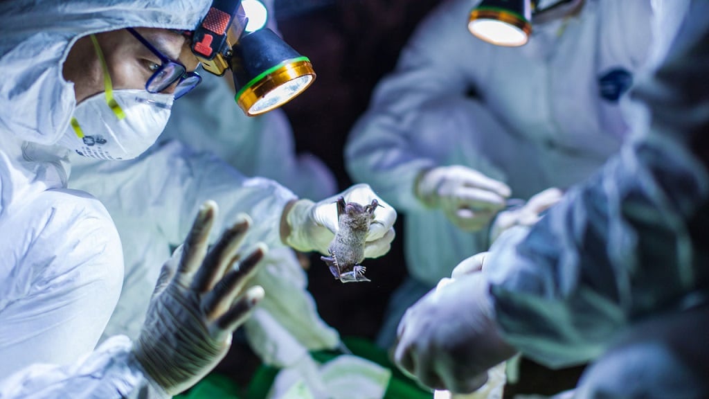 koronavirus eredete who kina kutatocsoport