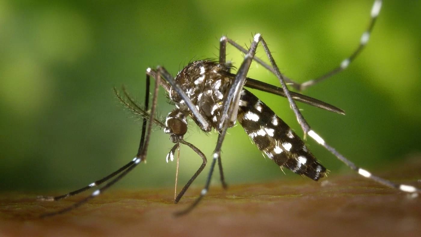 szunyogcsipes-mellekhatasa-kemiai-hatas