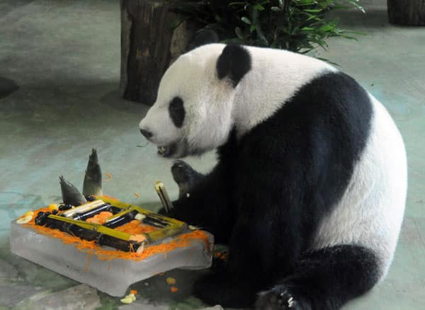 alterhes panda, terhes panda,