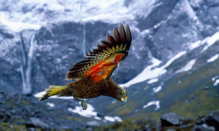 kea madar uj zeland