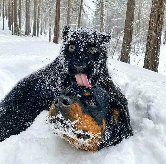 hihetetlen allatfotok 8